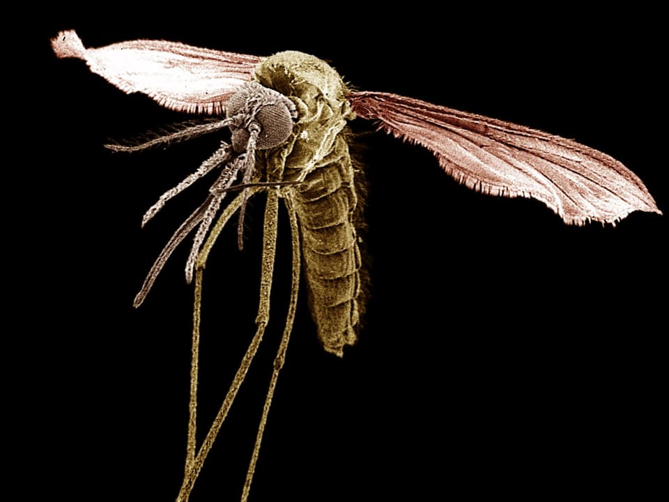 BIld einer fliegenden Anopheles-Mücke.