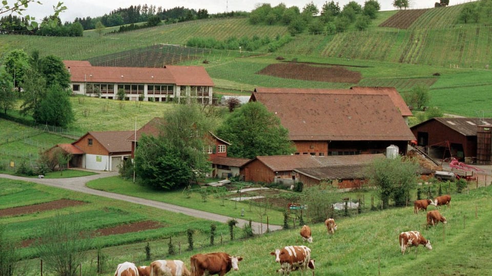 Bild vom Institut mit mehreren Gebäuden, rund herum hat es Felder, auf einem davon stehen Kühe.