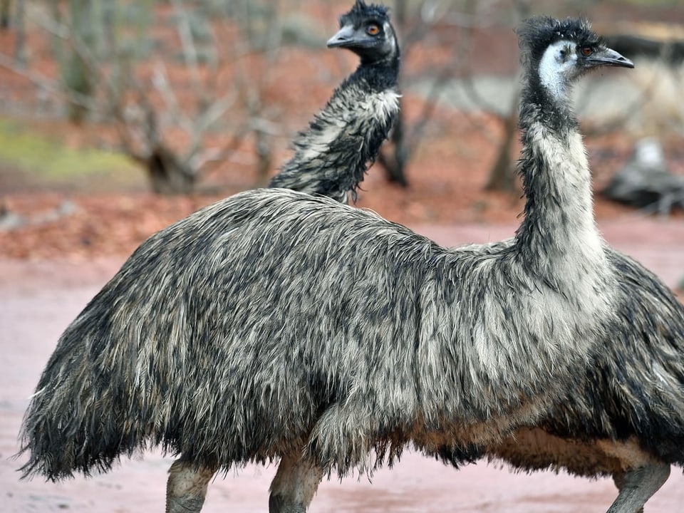 Zwei Emus aus dem Zoo Zürich