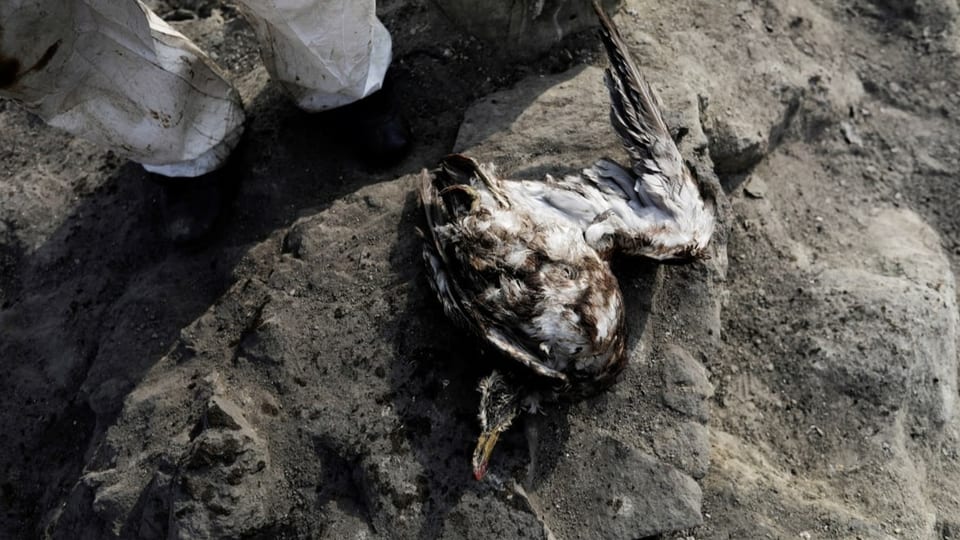 Toter Vogel mit Öl beschmiert auf einem Felsen.