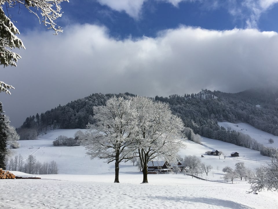Ein verschneiter Baum in einer Winterlandschaft.