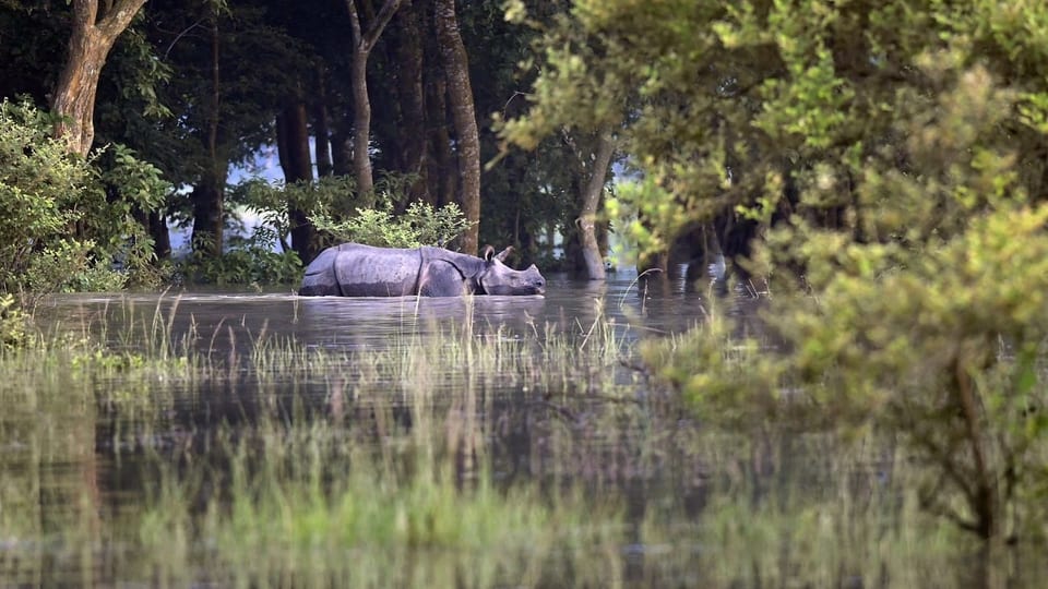 Ein Nashorn steht im Wasser