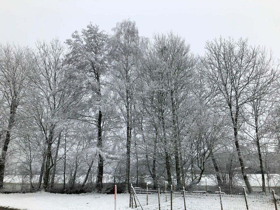 Bäume im Schnee.
