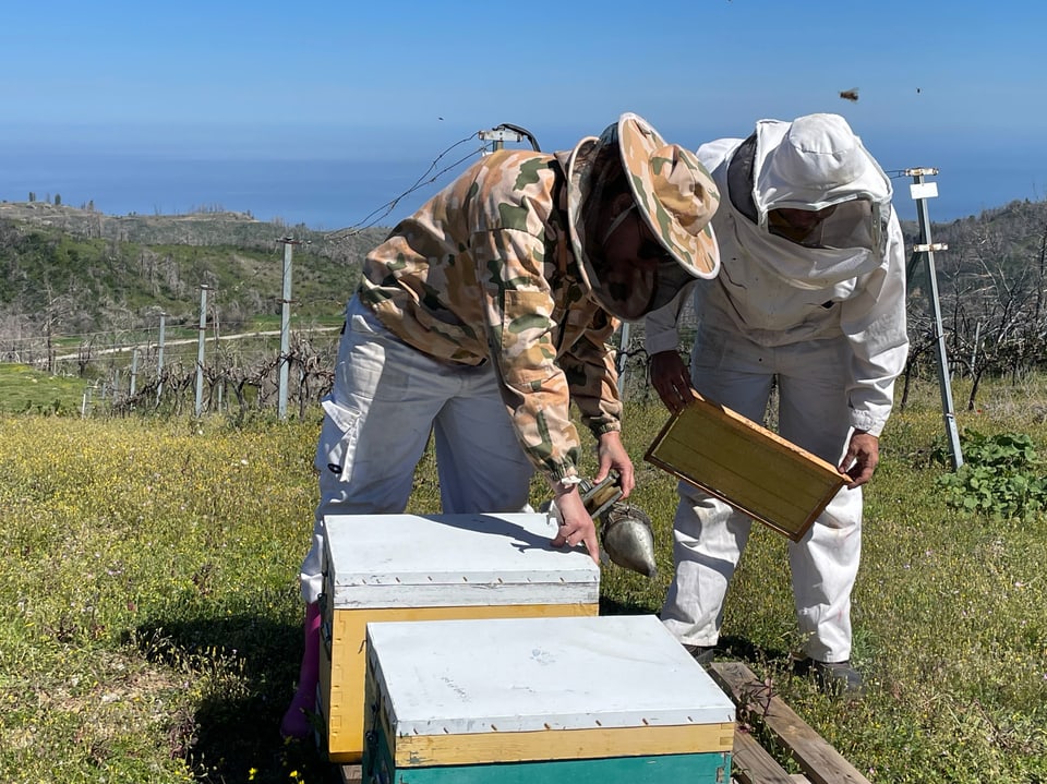 Zwei Imker in Schutzanzügen kontrollieren Bienenstöcke im Freien.