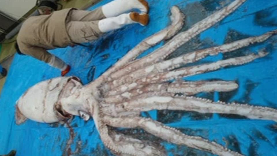Wie Groß Ist Die Größte Krake Der Welt www.srf.ch