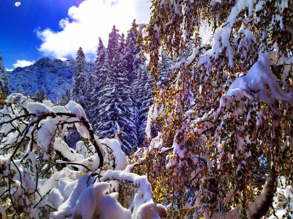 Die Sonne scheint in verschneite Bäume, unter dem Schnee sind die farbigen Blätter sichtbar.