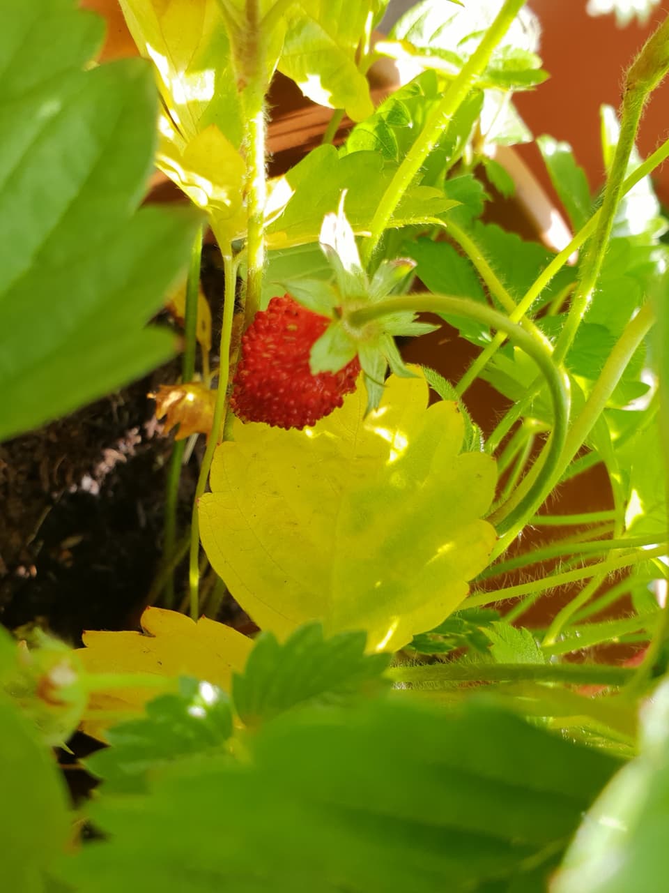 kleine Erdbeere