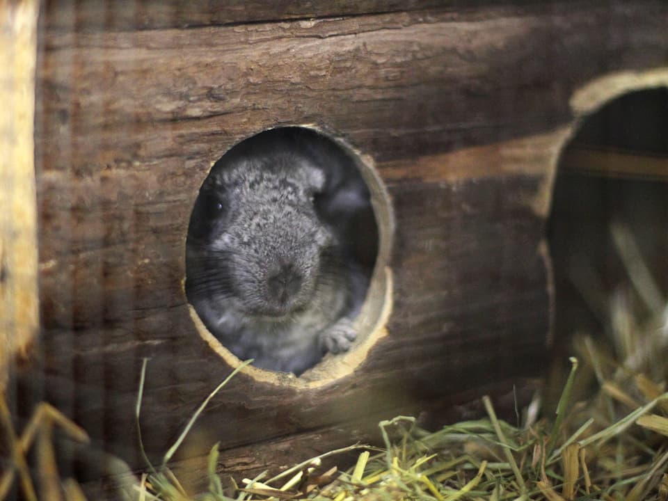 Ein Chinchilla schaut aus dem Loch seines Holzhauses.