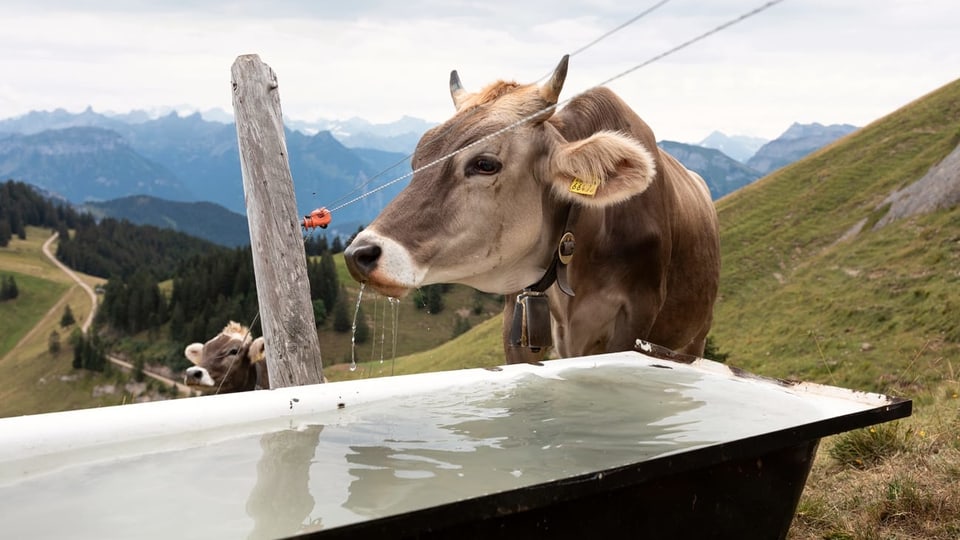 Eine braune Kuh trinkt an einer Wasserbadwanne auf einer Alp