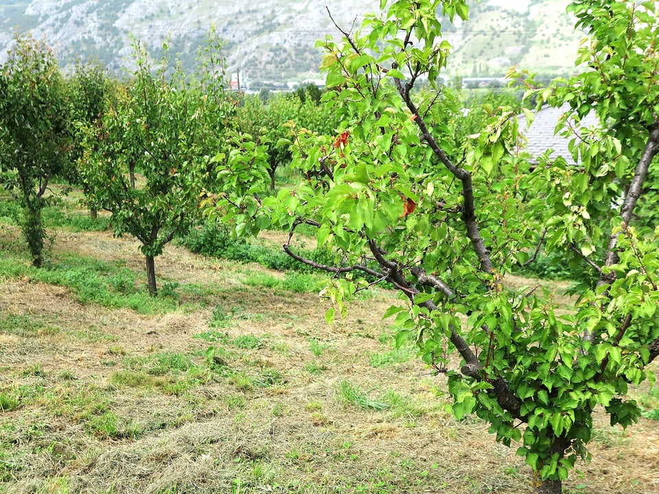 Leere Aprikosen-Bäume im Wallis.