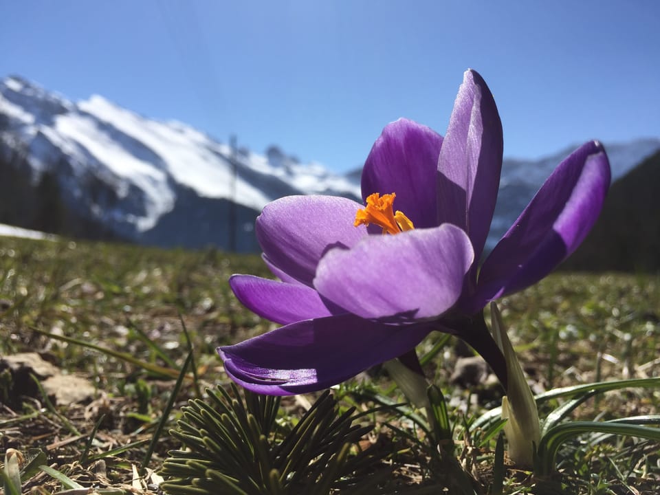 Ein Krokus blüht violett, dahinter erkennt man die verschneiten Alpen.