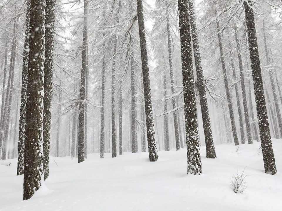 Intensiver Schneefall heute Morgen in Südbünden. Blick in einen Wald