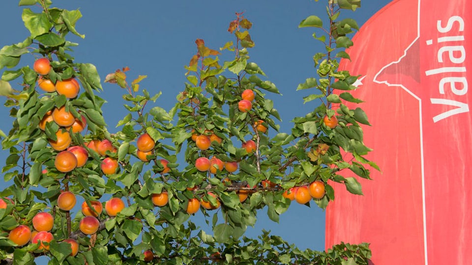 Aprikosenverkauf im Wallis: Etikettenschwindel wird bekämpft