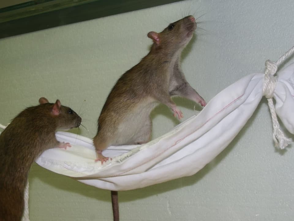 Ratten in Hängematte