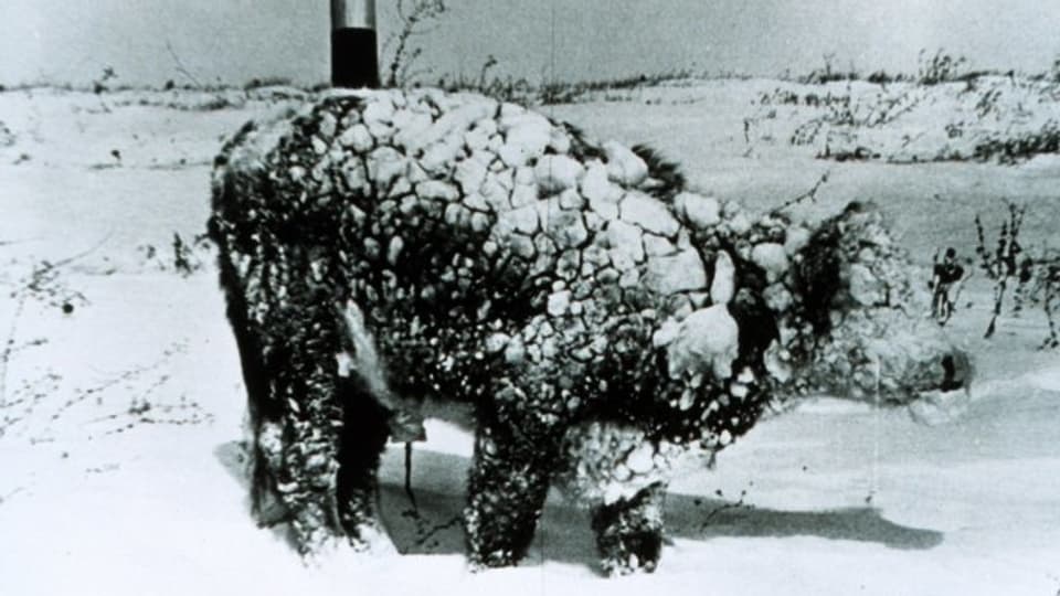 Ein junger Stier steht ganz schneeverziert in der Landschaft.