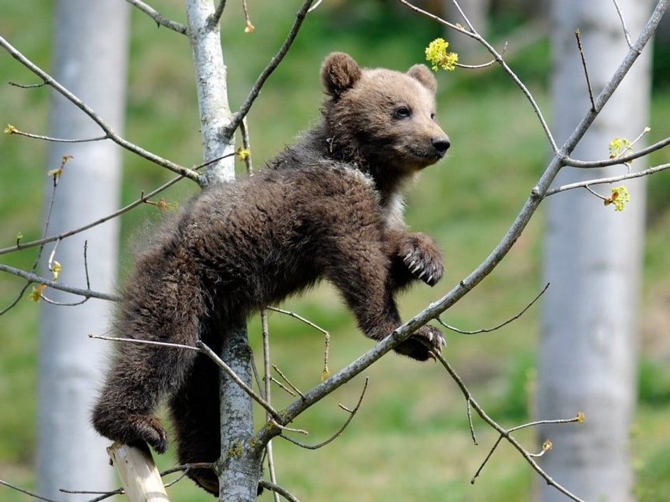 Junger Braunbär auf einem Baum kletternd.