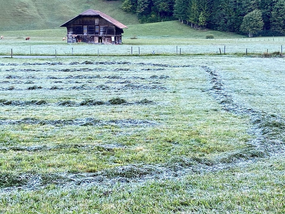 Wiese mit Eisschicht überdeckt.