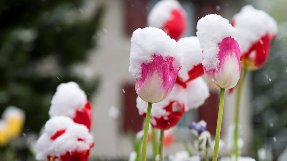 Schneebedeckte Tulpen