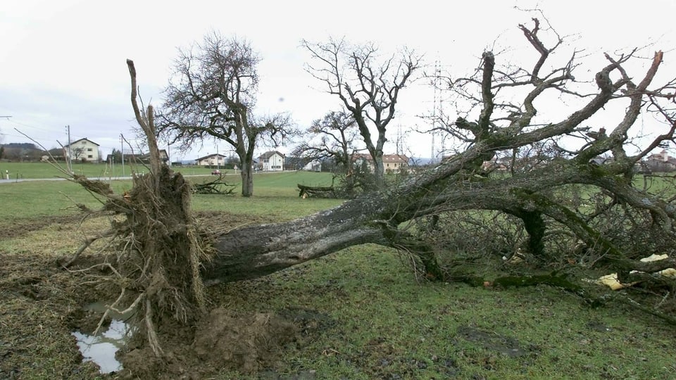 Umgestürzter Baum auf offenem Feld.