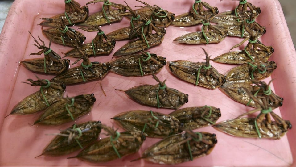 Insekten in einer Essschale.