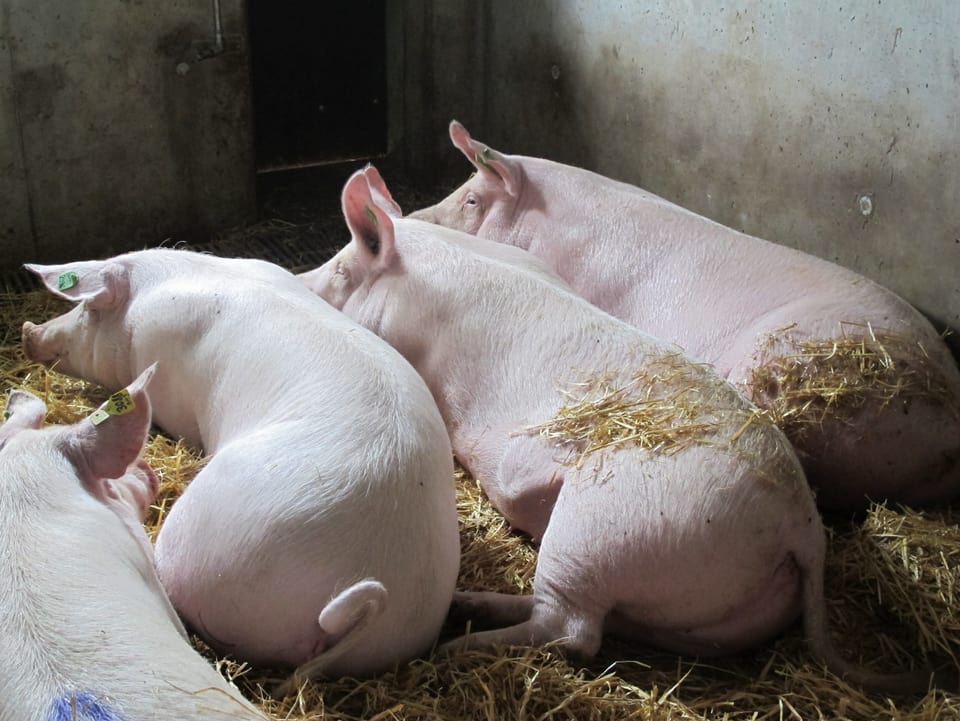 Schweine liegen nebeneinander im Stroh.