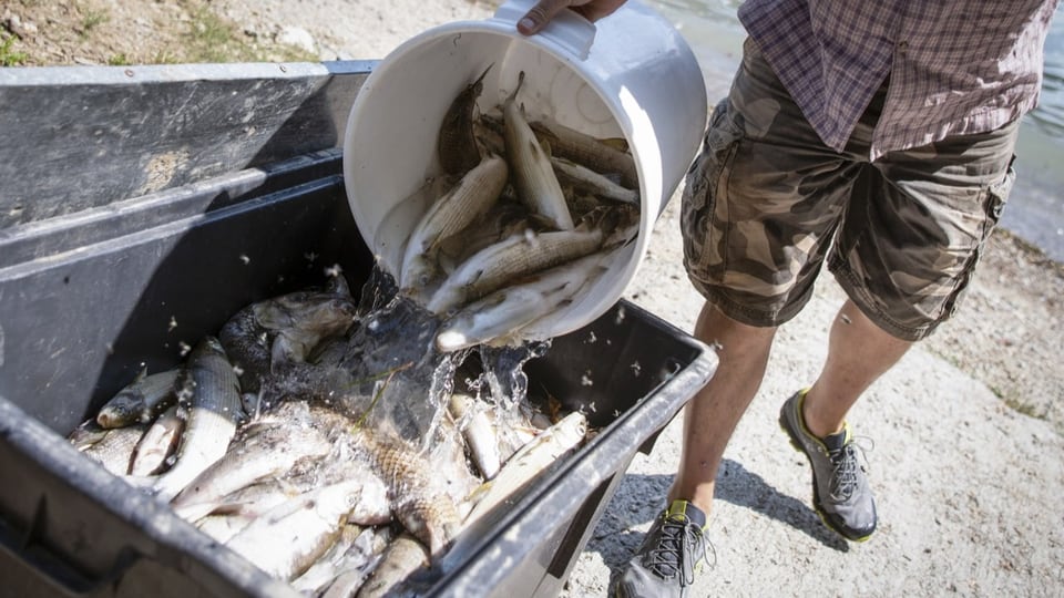 Fische in einer Entsorgungstonne