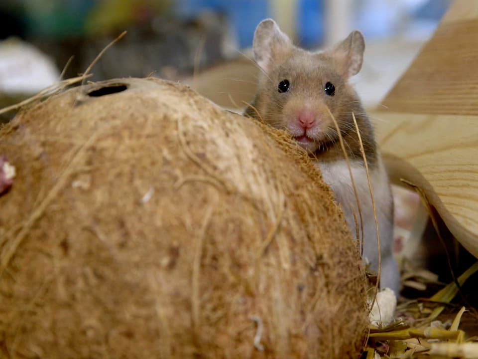 Ein Hamster mit Kokosnuss.
