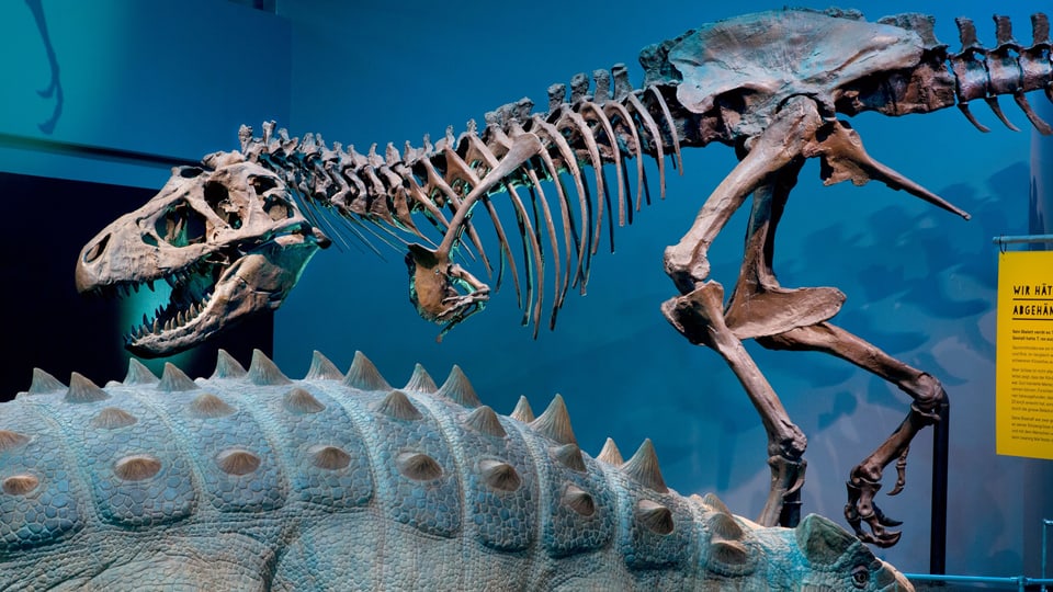 Dinosauriergerippe im Naturhistorischen Museum Bern