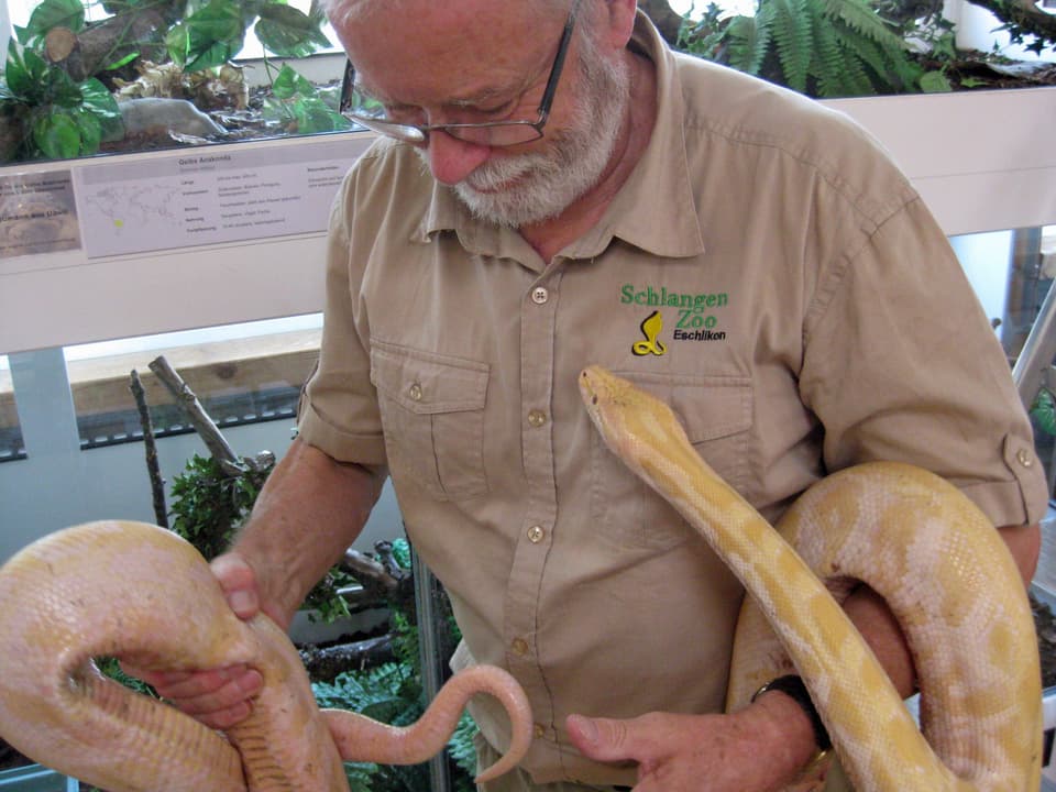 Zoobesitzer Jean-Claude Villars hält eine gelbe Anakonda.