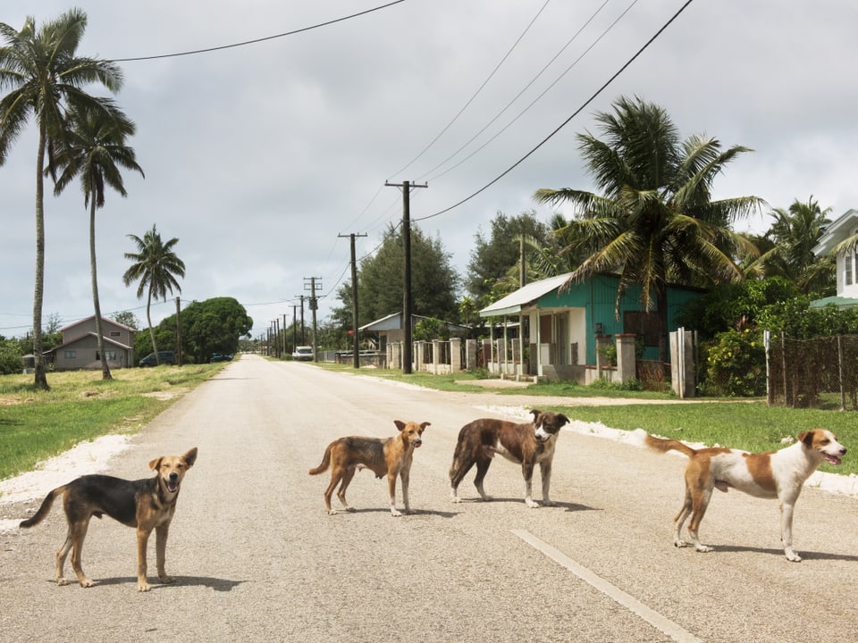 Strassenhunde auf einer menschenleeren Strasse