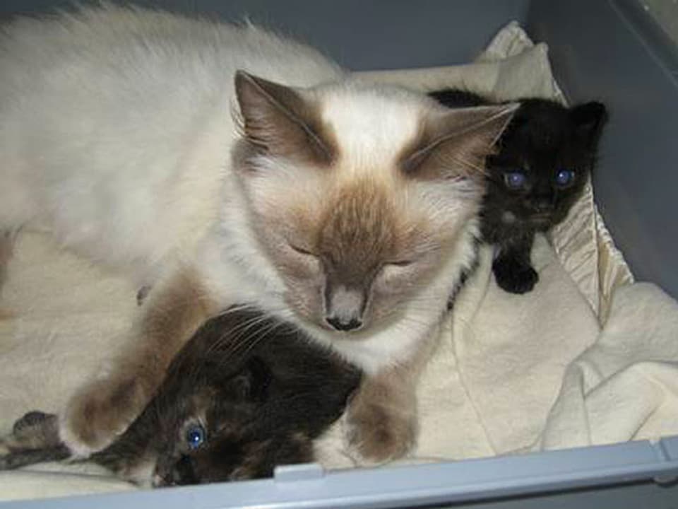 Schlafende Katze und zwei wache Kätzchen.