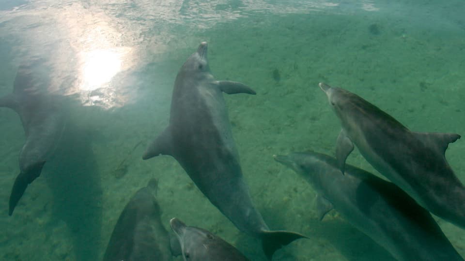Schwarm Delfine in klarem Wasser