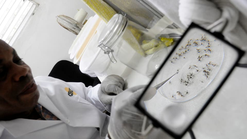 Ein Laborant untersucht die Tigermücken, die das Dengue-Fieber übertragen.