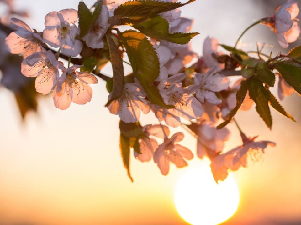 Ast eines blühenden Kirschbaums mit weissen Blüten im Vordergrund, dahinter aufgehende Sonne 