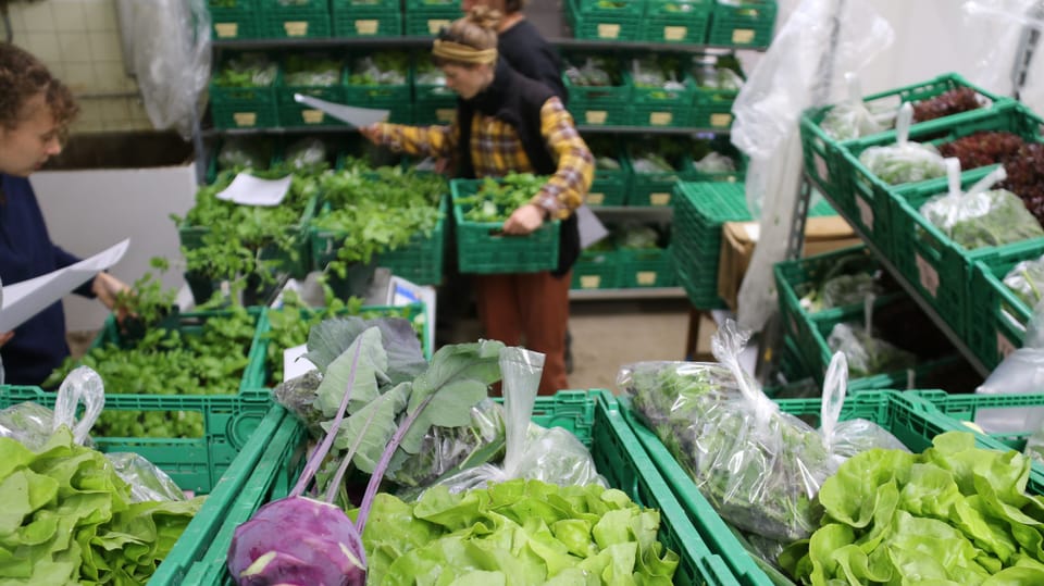 vorne grüne Boxen mit Salat, dahinter weitere davon, eine Frau steht mit Box in der Hand schaut auf Gemüse runter.