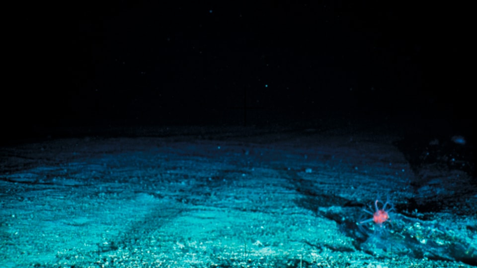 Die Aufnahmen zeigen einen kahlen felsigen Meeresboden nach dem Einsatz von Grundschleppnetzen.