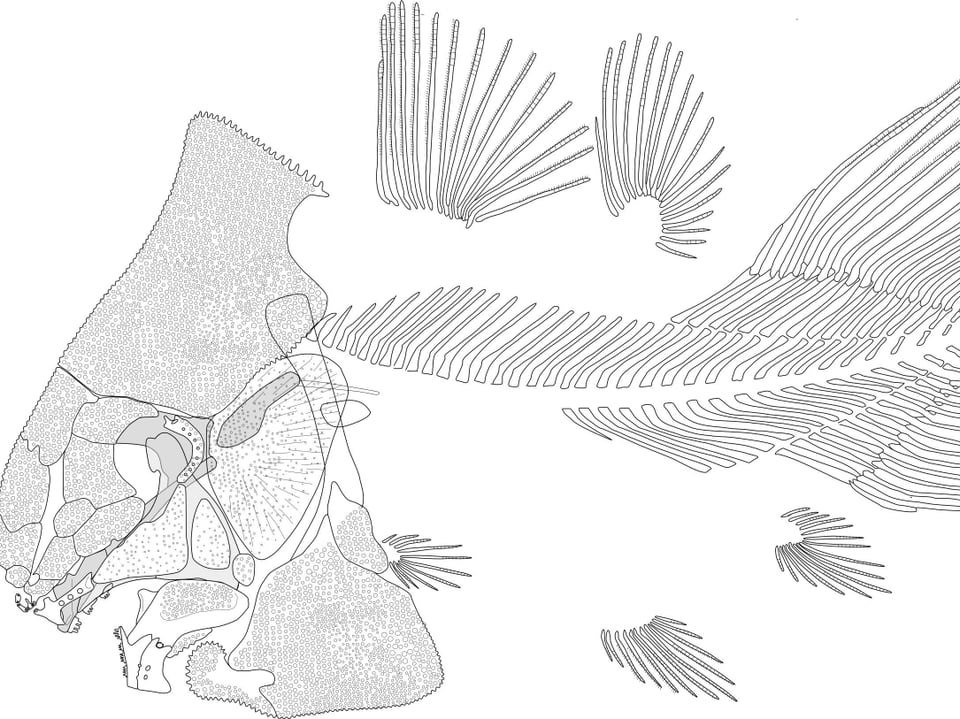 Skelettrekonstruktion des neuen Quastenflossers «Foreyia maxkuhni». (Länge 21 cm)