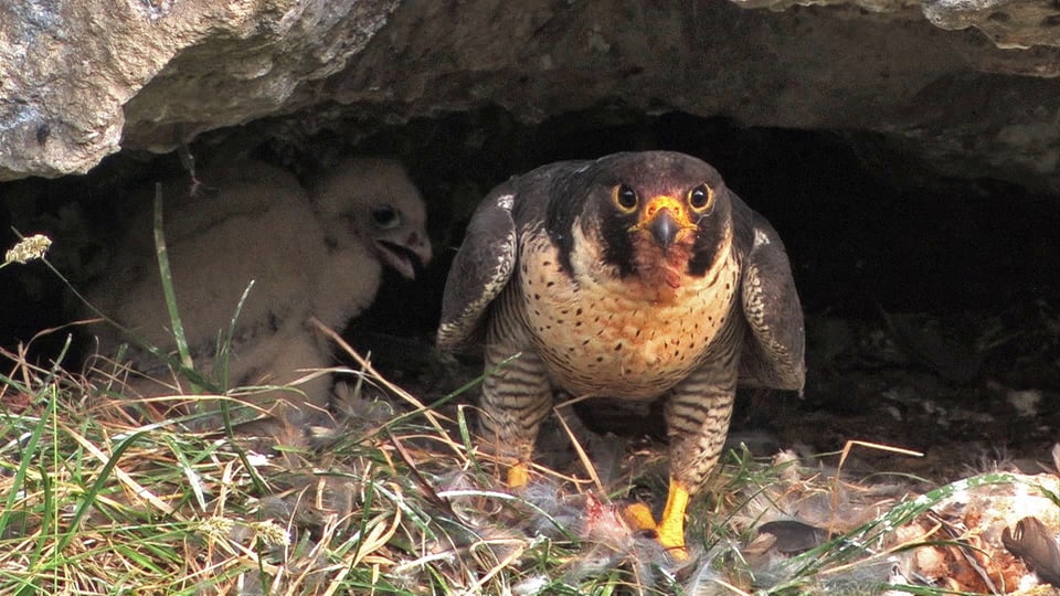 Für die rasante Jagd im Flug müssen Falken ausserordentlich gut und scharf sehen.