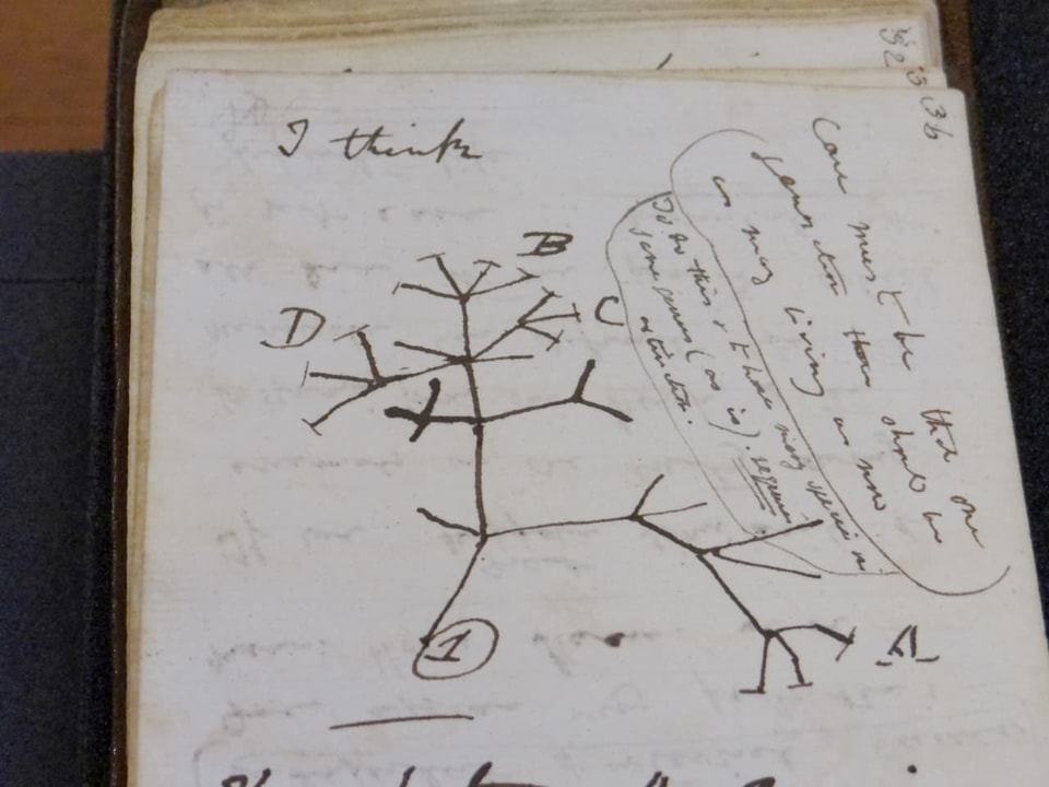 Ausschnitt aus einem der Notizbücher: Skizze eines Baumes