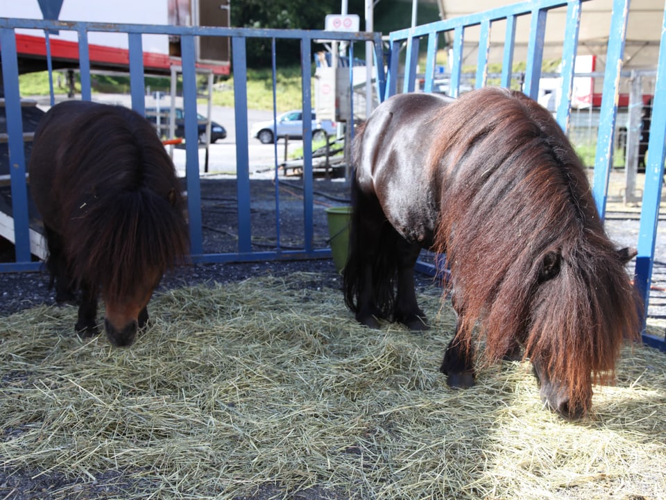 Zwei Ponys