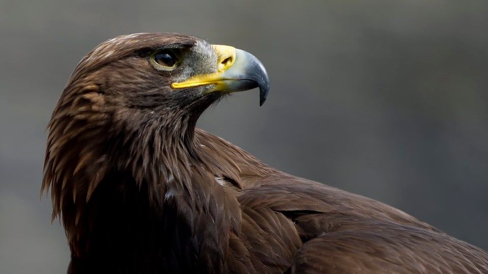 Ein Steinadler