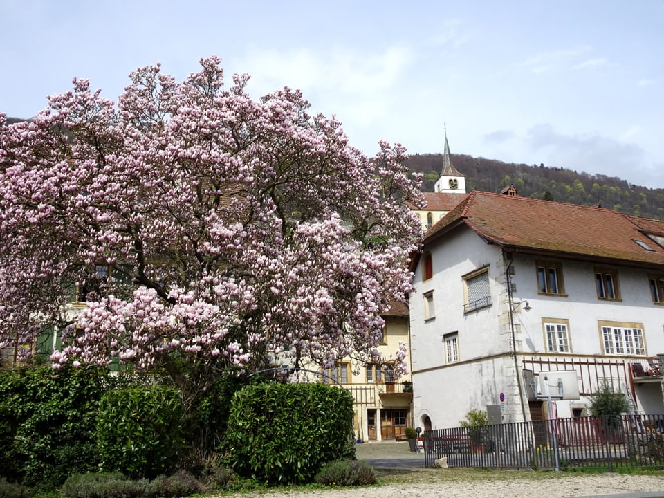 Mitten im Frühling Frühling. Magnolienbaum in voller Blüte und oben die berühmte Kirche Ligerz am Bielersee.
