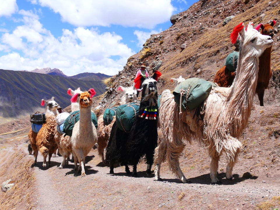Einige bepackte Lamas laufen auf einem Pfad an einem Hang.