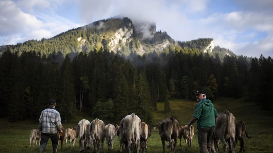 Es sind zwei Bauern mit ihren Kühen zu sehen. Sie sind auf einer Wiese und im Hinergrund sind Berge.