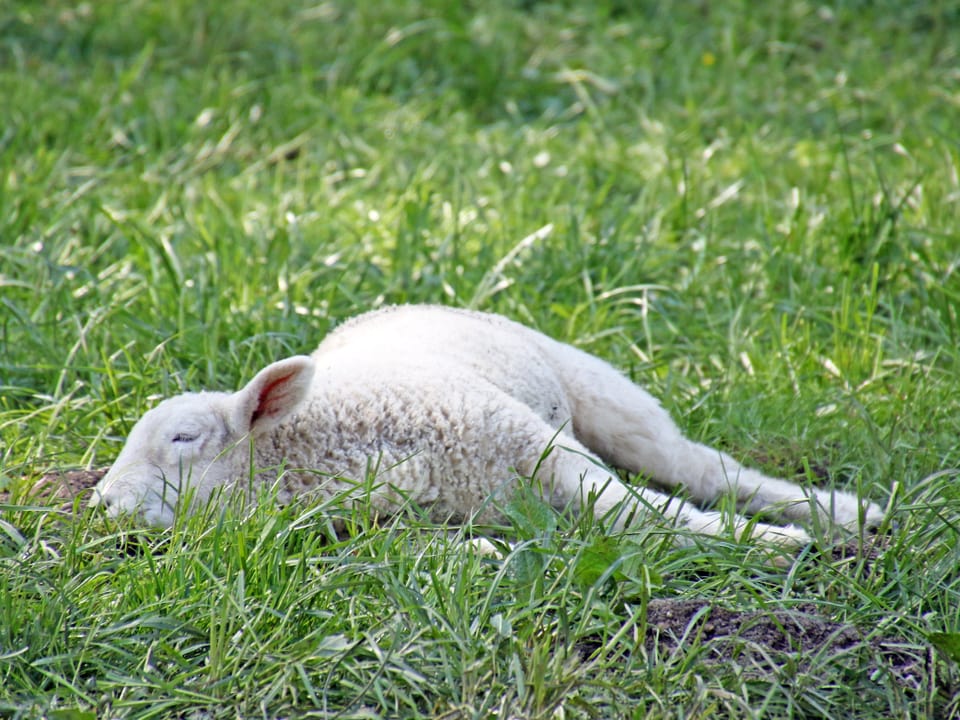 Schlafendes Schaf in einer grünen Wiese. 