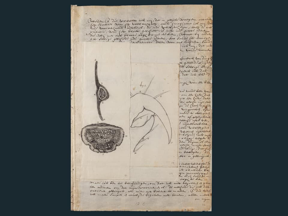 Seinen Briefen fügt Leeuwenhoek detaillierte Zeichnungen an. 