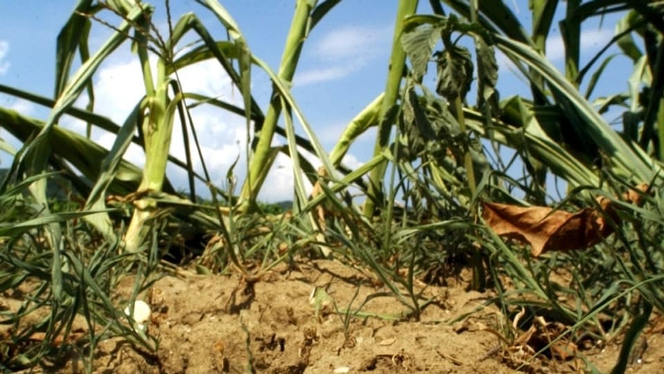 Weitere trockene Jahre könnten die Ernteausfallversicherungsprämien in die Höhe treiben