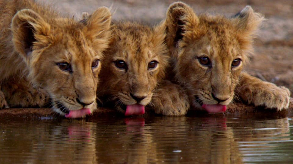 Der Bestand der Löwen im Nordwesten Indiens wächst. Dank rigorosem Schutz und dem Goodwill aus der Bevölkerung.