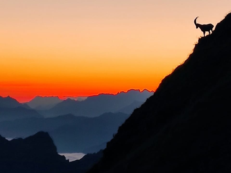 Schwarze Konturen von Berg und Steinbock rechts. Im Hintergrund farbiger Dämmerungshimmel. 