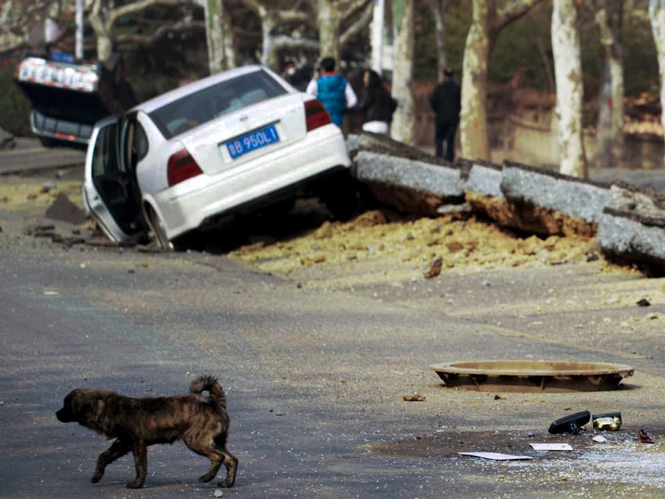 Hund überquert zerstörte Strasse, im Hintergrund zwei beschädigte Autos
